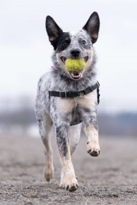 Dogs at Magnuson